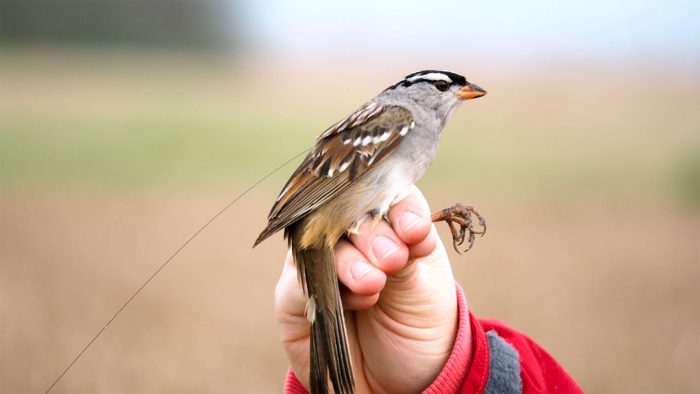 علائم کم تحرکی حیوان