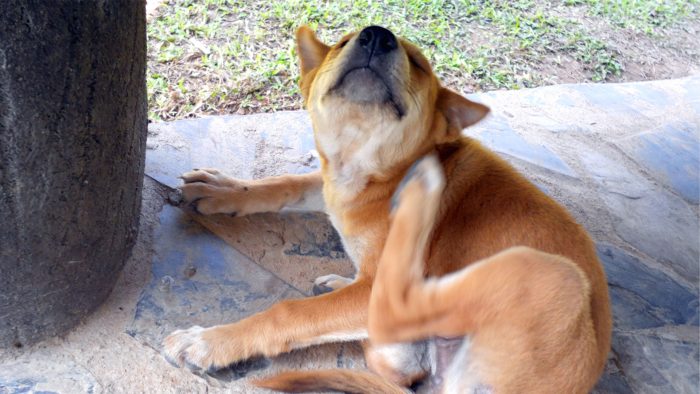 کک و کنه در پتها