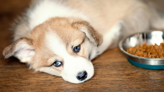 نشانه‌های مسمومیت غذایی حیوان