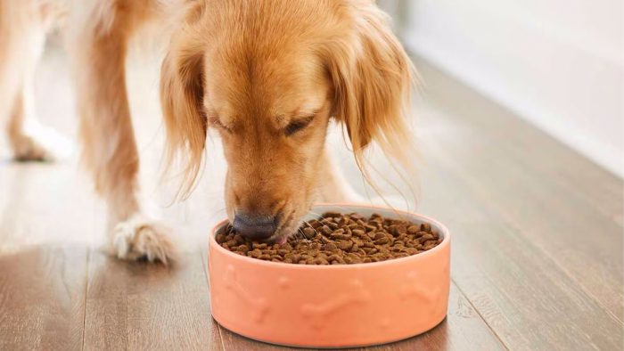 غذای مناسب سگ‌ها