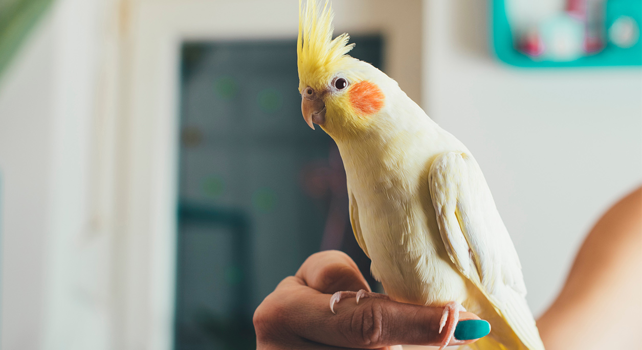 سلامت پرندگان و حیوانات اگزوتیک