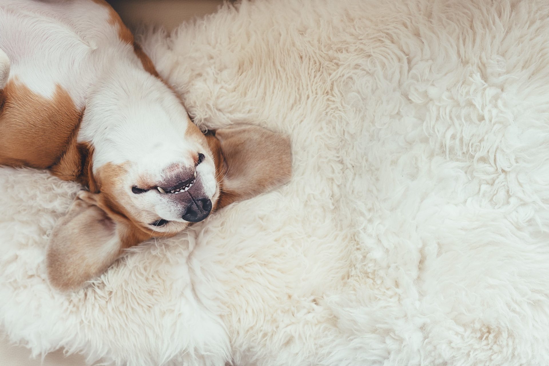 آیا حیوانات رؤیا می‌بینند؟